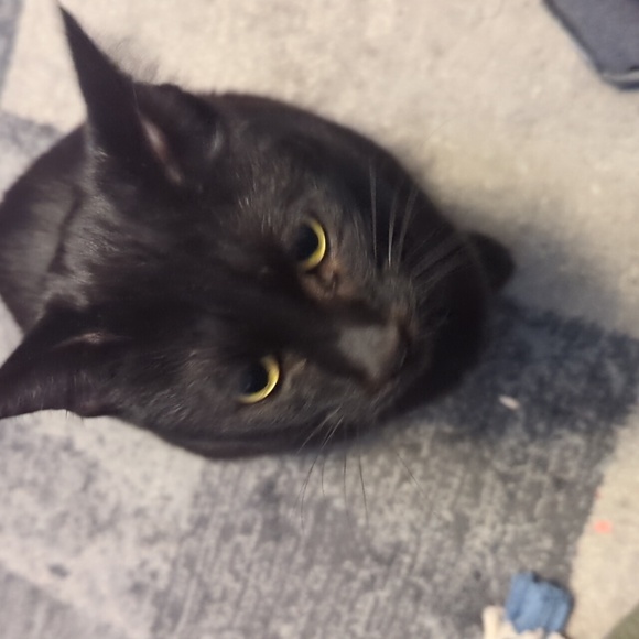 Meet your Posher, Anne - Picture 1 of 1